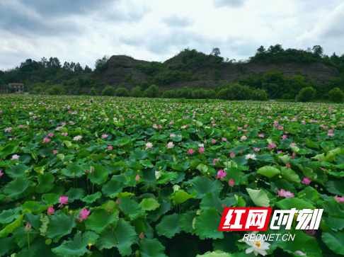 湘莲孕育大产业 “湘莲技工”劳务品牌擦亮乡村振兴新名片