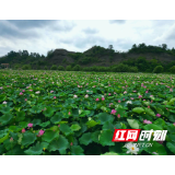 湘莲孕育大产业 “湘莲技工”劳务品牌擦亮乡村振兴新名片