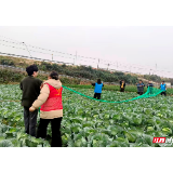雨湖区“以网换网”护鸟惠民 绘就生态民生双赢新图景