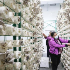 新疆托克逊县：工厂化蘑菇种植丰富老百姓餐桌（图）