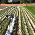 万亩萝卜喜获丰收 规模化种植促增收