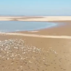 江西：鄱阳湖保护区已监测到52种水鸟 数量超12万只