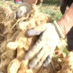 各地特色经济作物成为助农增收富民产业