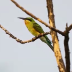 世界候鸟日丨我国生态环境持续改善 吸引候鸟驻足“加油”