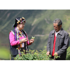 二十大代表风采 | 陈望慧:“种下”玫瑰产业带富千万家