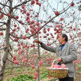 小苹果，让老乡们生活越来越红火——延安苹果产业发展观察