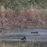 大美湿地 | 黄沙变绿洲 黄河故道上的候鸟家园