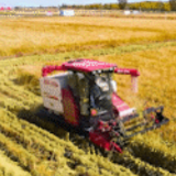 新华全媒+|山东潍坊:海水稻亩产再创新高