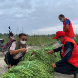 新疆阿克陶县：发展富民产业 助力乡村振兴