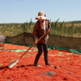 秋收正当时 新疆生产建设兵团第九师:番茄、红花双丰收