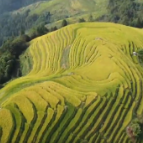 【美丽中国·网络媒体生态行】金秋九月 梯田盛景