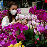 香港：年宵花市又一春