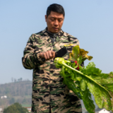重庆涪陵：一碟小菜 百年乡愁