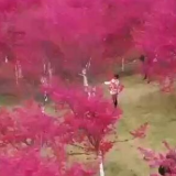 云南宜良：千亩樱花盛放 花海绚丽如画