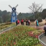 重庆山城花开春来早 万般红紫竞芳菲