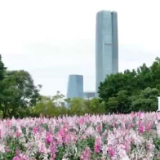 福建厦门：万株郁金香盛放 乐享美好春光