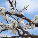 广东信宜李花怒放一树白 漫似飞雪唤春归