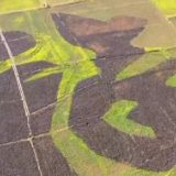 贵州兴义万峰林下春来早 油菜花海美如画