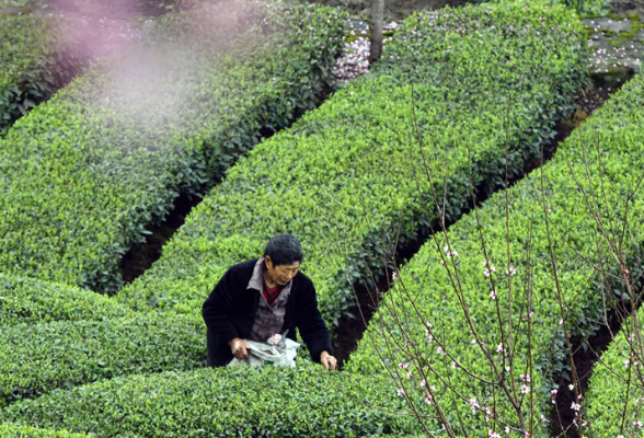 海报丨春暖花开 农事正忙