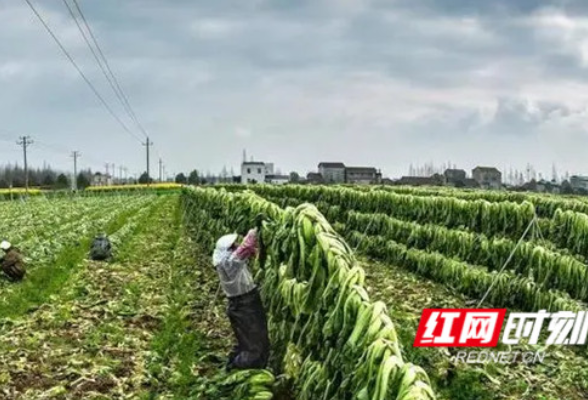 守护好一江碧水丨华容芥菜，正焕发出新光彩