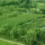 亩产超900公斤 黄河三角洲盐碱地玉米喜获丰收