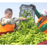 在希望的田野上丨内蒙古乌海市：“丰”景美如画，秋收正当时