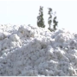 新疆棉花进入盛采期 生产全程机械化助力全面采收