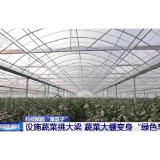 科技赋能“菜篮子”！看蔬菜大棚如何变身“绿色车间”→