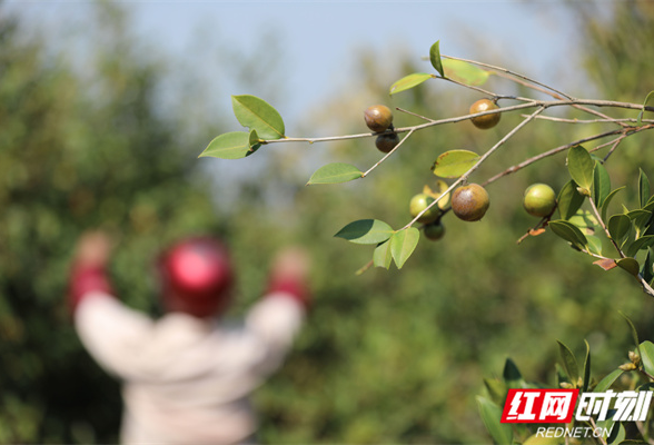 湖南道县：小小油茶果 助农民增收