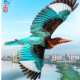 创意海报丨苍穹巨灵·红树林篇