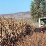 新农艺绘丰收|内蒙古阿荣旗：良种良法多打粮