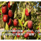 新华全媒+｜新疆：480万亩红枣丰收 经济生态双赢