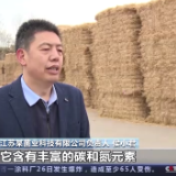 提升离田效能！看秸秆如何“变身”土地养分→