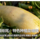 新疆裕民：特色种植助增收