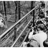 全球连线 | 日本民众与“中日友好大使”大熊猫的半世纪情缘