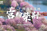 广州宫粉紫荆烂漫迎春