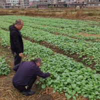 无人机助力播种 汝城县大坪镇：农民冬种油菜忙