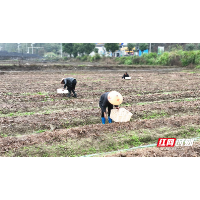 宜章县梅田镇：赤松茸撑起“致富伞”