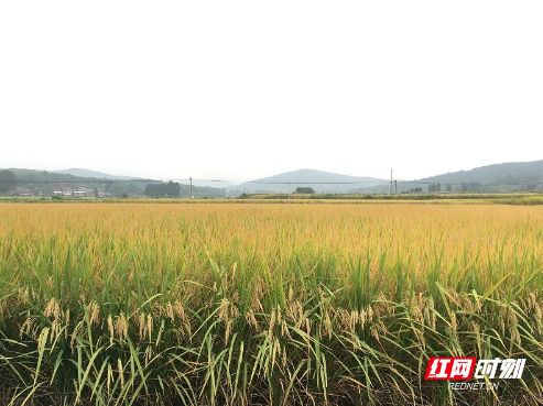 桂阳：秋收好“丰”景