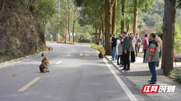 宜章莽山：短尾猴下山觅食  与游客和睦相处