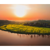 风吹西河花正艳