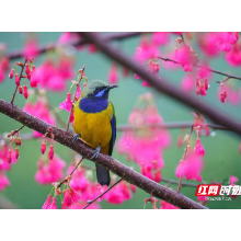 宜章：鸟戏花枝报春来