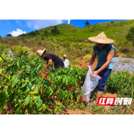 临武：成众人之事 绘辣椒“红图”