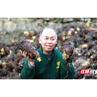 宜章县上洞村：香芋香飘全国市场