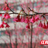 组图 | 临武：春风不负江南意