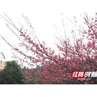 美景如画 | 湖南桂阳：梅花绽放 共享“梅”好时光