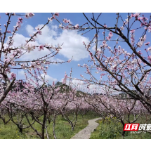 沙洲日记 | 走，到沙洲看花去