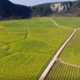 宜章平和村：千亩油菜花，等你来“见”