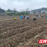 永兴县马田镇：推行土地集中托管 巩固拓展脱贫攻坚