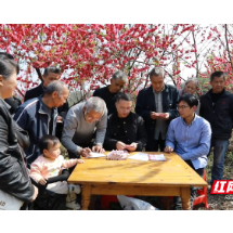 宜章天子山村：桃林深处喜分红  好风景变好“钱景”